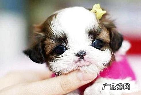 养宠物一个月要花多少钱 小狗开销小结