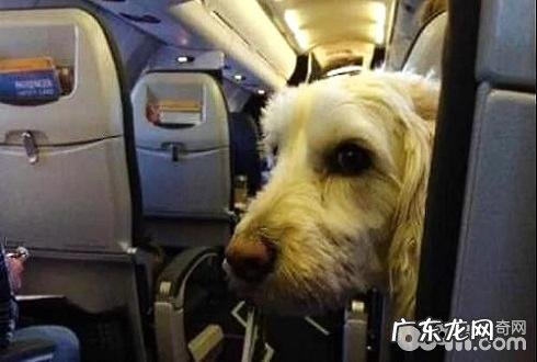 小狗能够乘飞机吗 小狗乘飞机必须提前准备什么