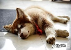 小狗太过开朗好动应当该怎么办？