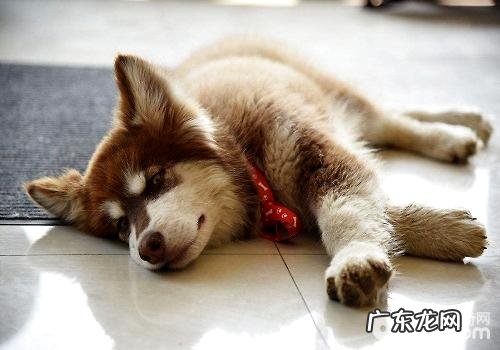 小狗太过开朗好动应当该怎么办?