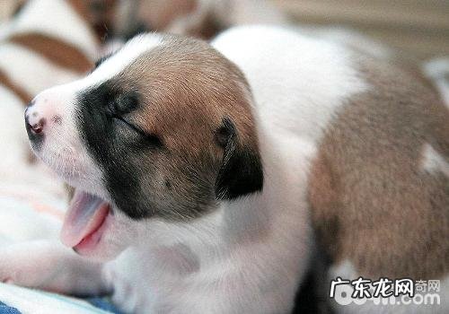 幼狗防寒保暖的方式都有哪些?