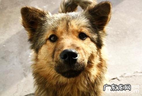 如何和流浪犬交往 和流浪犬交往的方式