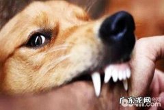 被狗咬了该怎么办 被狗咬了解决方法