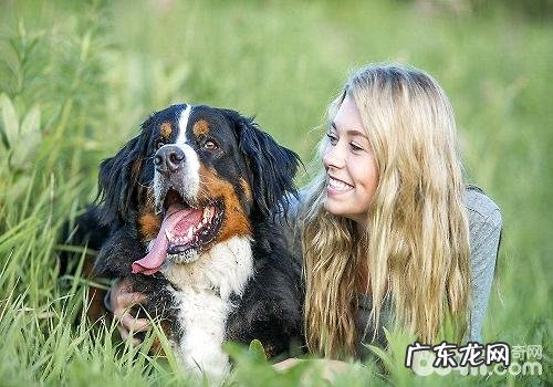 达标的小宠物主应当具有什么标准？