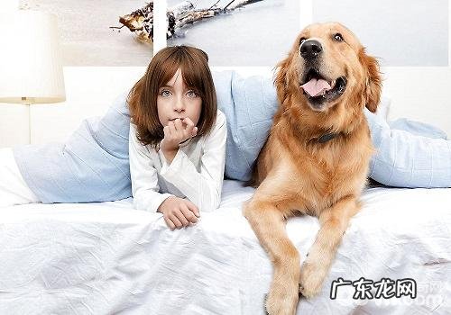 达标的小宠物主应当具有什么标准？