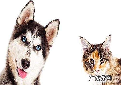 如何能够让猫猫和狗和谐相处？