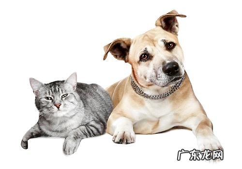 如何能够让猫猫和狗和谐相处？