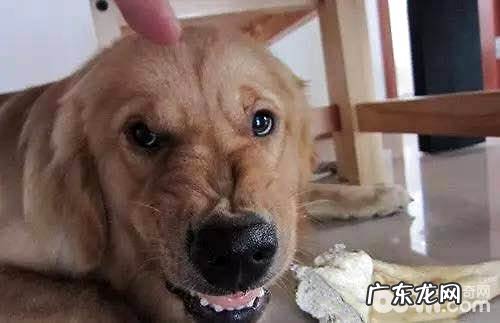 小狗用餐时护食应当该怎么办?