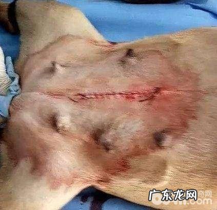 狗狗难产的缘故，狗狗难产该怎么办？