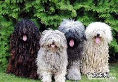 可蒙犬和波利犬的差别都有哪些？