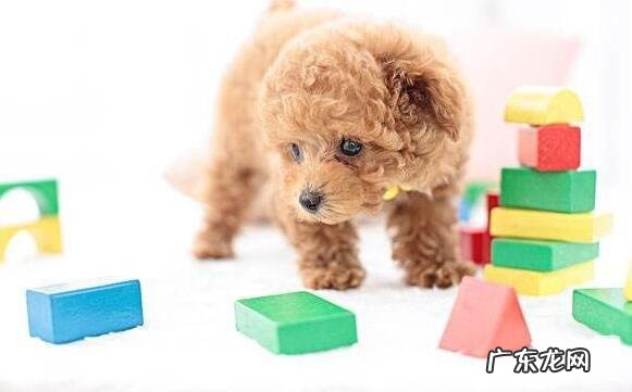 怎样根据变废为宝来给小狗自制玩具?