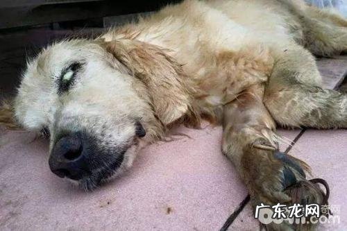 小狗中署了该怎么办?小狗中署的治疗方法