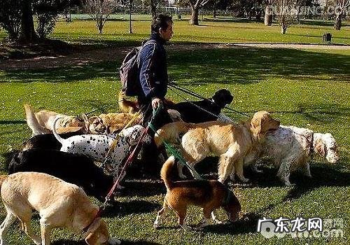 爱人爱养宠物而我不太喜欢应该怎么办?