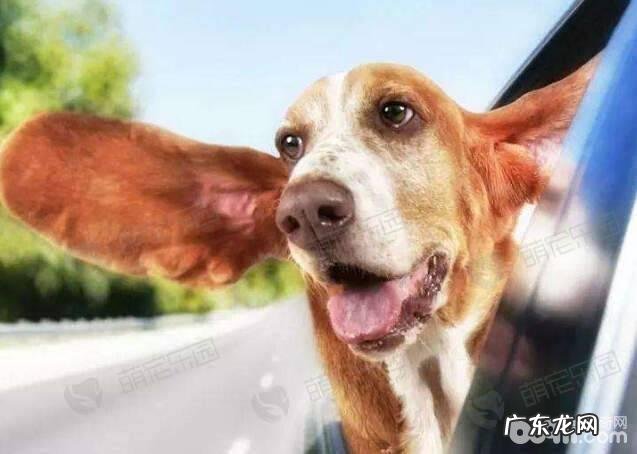 爱人爱养宠物而我不太喜欢应该怎么办?