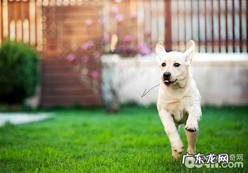 合适一起晨练小狗都有哪些种类？