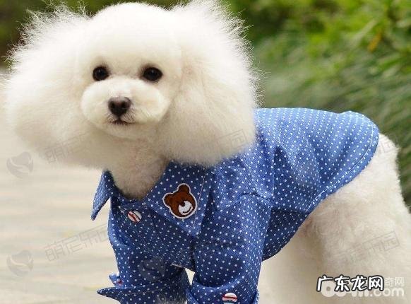 小宠物主应当给小宠物穿着打扮吗?