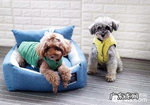 小宠物主应当给小宠物穿着打扮吗?