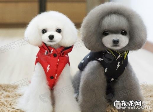 小宠物主应当给小宠物穿着打扮吗?