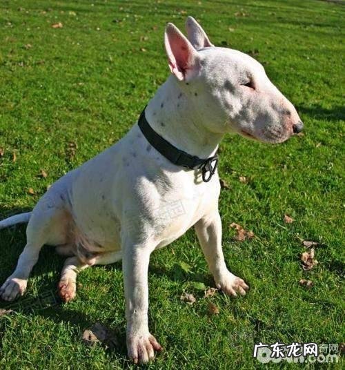 喂养牛头梗必须留意的性情难题