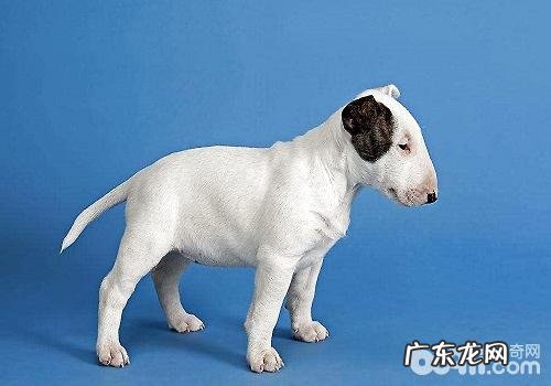 喂养牛头梗必须留意的性情难题