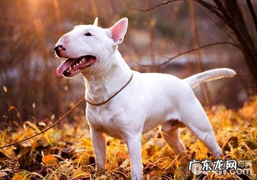 喂养牛头梗必须留意的性情难题