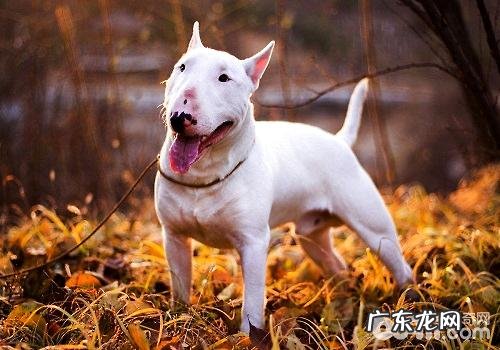 喂养牛头梗必须留意的性情难题