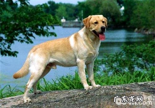 大城市中是不是应当严禁喂养宠物犬?