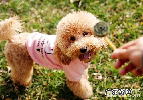 大城市中是不是应当严禁喂养宠物犬?
