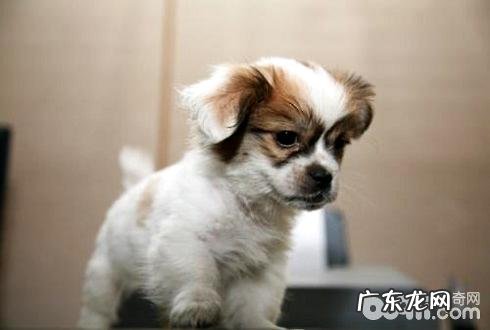 小狗胆小怎么办 小狗胆怯怎么训练