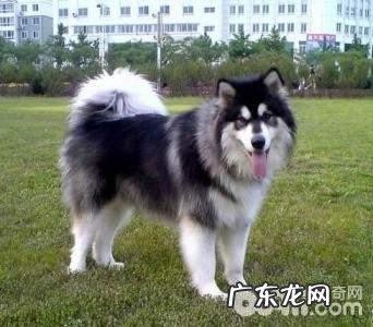 阿拉斯加犬好养吗 阿拉喂养喂养五大常见问题