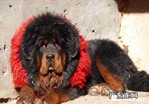 鬼獒价格多少,鬼獒多少钱一只?