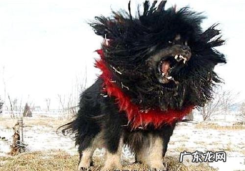 鬼獒价格多少,鬼獒多少钱一只?