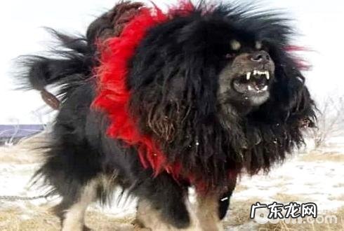 鬼獒价格多少,鬼獒多少钱一只?