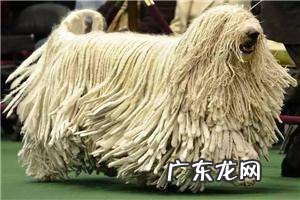 波利犬如何 波利犬详解
