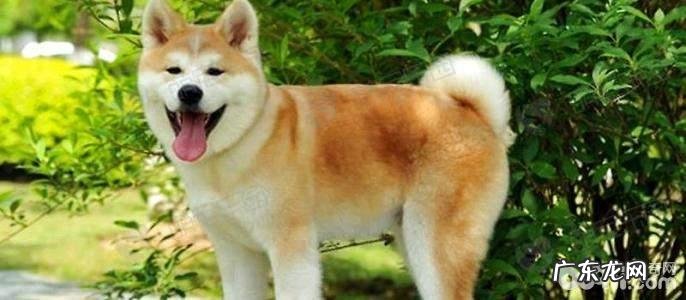 秋田犬和柴犬的区别都有什么?