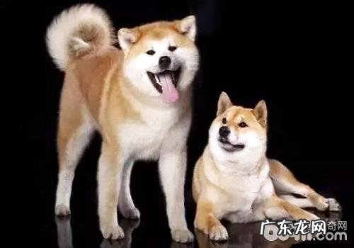 秋田犬和柴犬的区别都有什么?