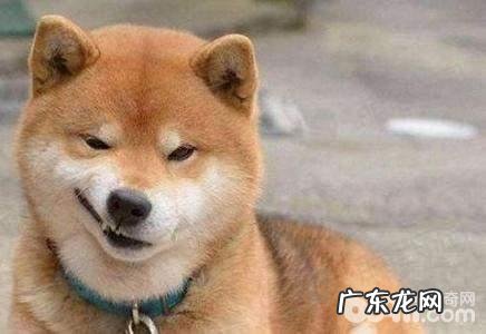 秋田犬和柴犬的区别都有什么?