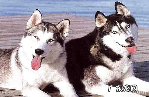 哈士奇犬种详细介绍