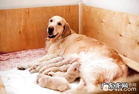 哺乳期间的小狗如何喂养？哺乳期间小狗喂养常见问题