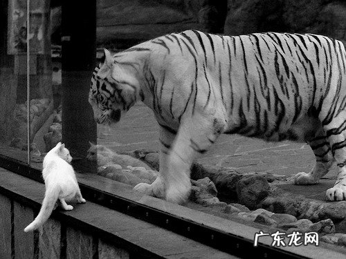 去除巨无霸水银笔痕迹的方法有哪些？