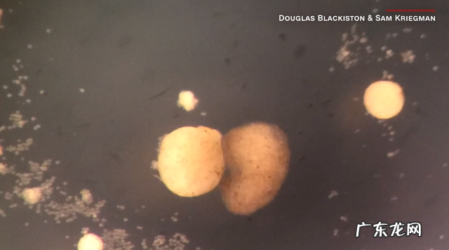 惊人,全球首个活体机器人,会自我繁衍了,切开也能自动愈合,网友:我害怕