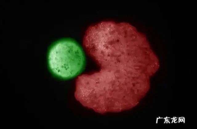 惊人,全球首个活体机器人,会自我繁衍了,切开也能自动愈合,网友:我害怕