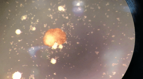 惊人,全球首个活体机器人,会自我繁衍了,切开也能自动愈合,网友:我害怕