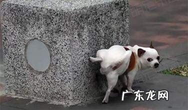 公犬尿尿时为何要翘起来一条腿?