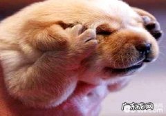 小狗了解自身是狗吗？小狗如何判断自身是狗的？