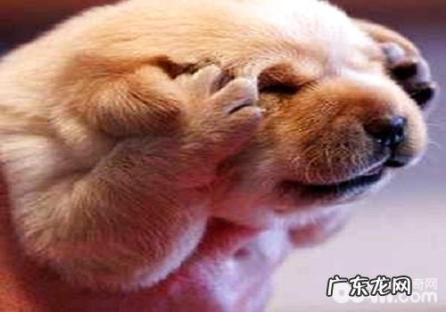 小狗了解自身是狗吗？小狗如何判断自身是狗的？