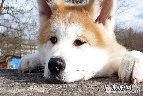 小狗犯错误会致歉吗?