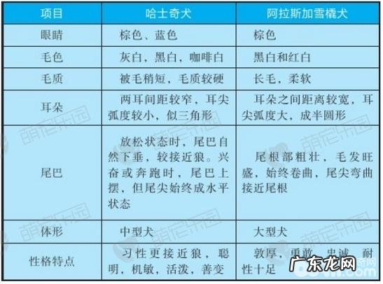 哈士奇犬与阿拉斯加犬雪橇犬有什么不同?