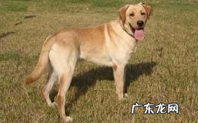 狗的年龄如何判断?