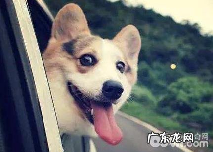 狗狗晕车该怎么办?怎么让小狗习惯性乘车?